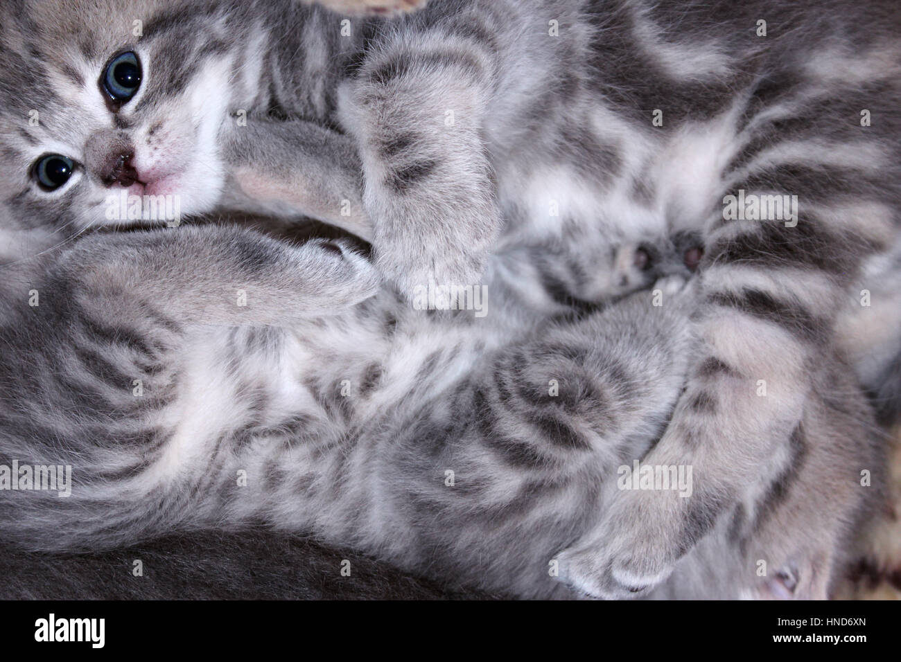 Scottish straight breed kittens play about with each other Stock Photo