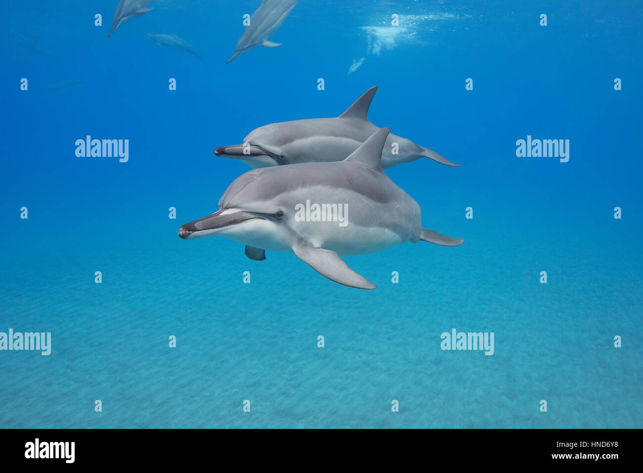 Hawaiian spinner dolphins or Gray's spinner dolphin, Stenella longirostris longirostris, Ho'okena Beach, South Kona, Hawaii ( the Big Island ), USA Stock Photo