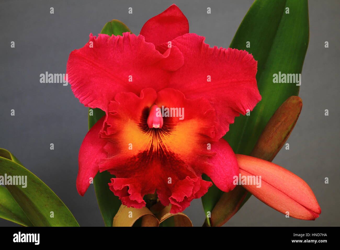 BLC orchid King of Taiwan Stock Photo