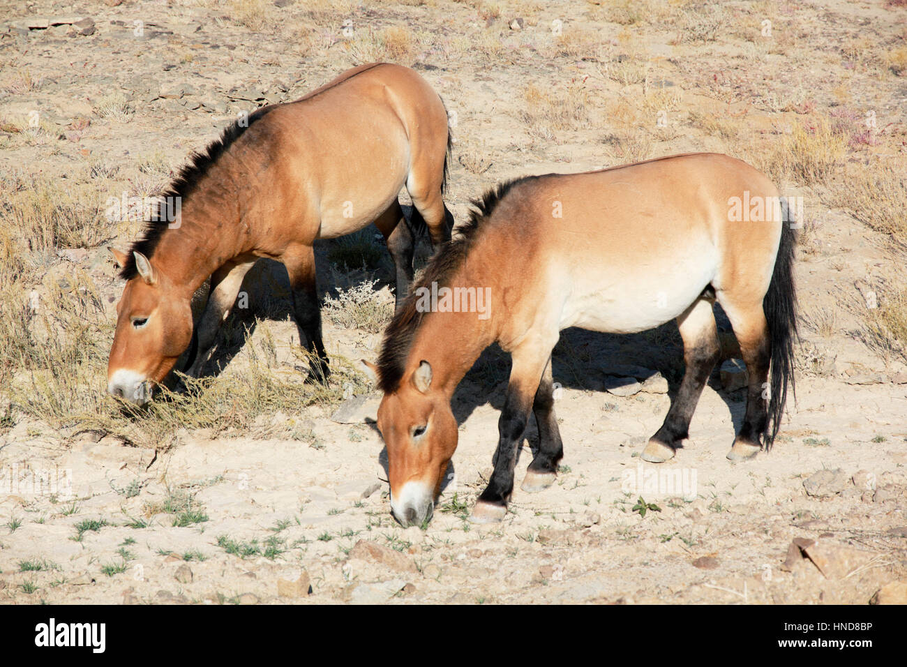 Przewalski's horses, true wild horses Stock Photo