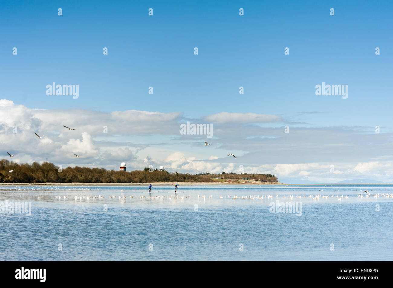 Stand Up Paddleboarders paddle SUP in the ocean with seagulls at Kye Bay, Comox, British Columbia, Canada Stock Photo