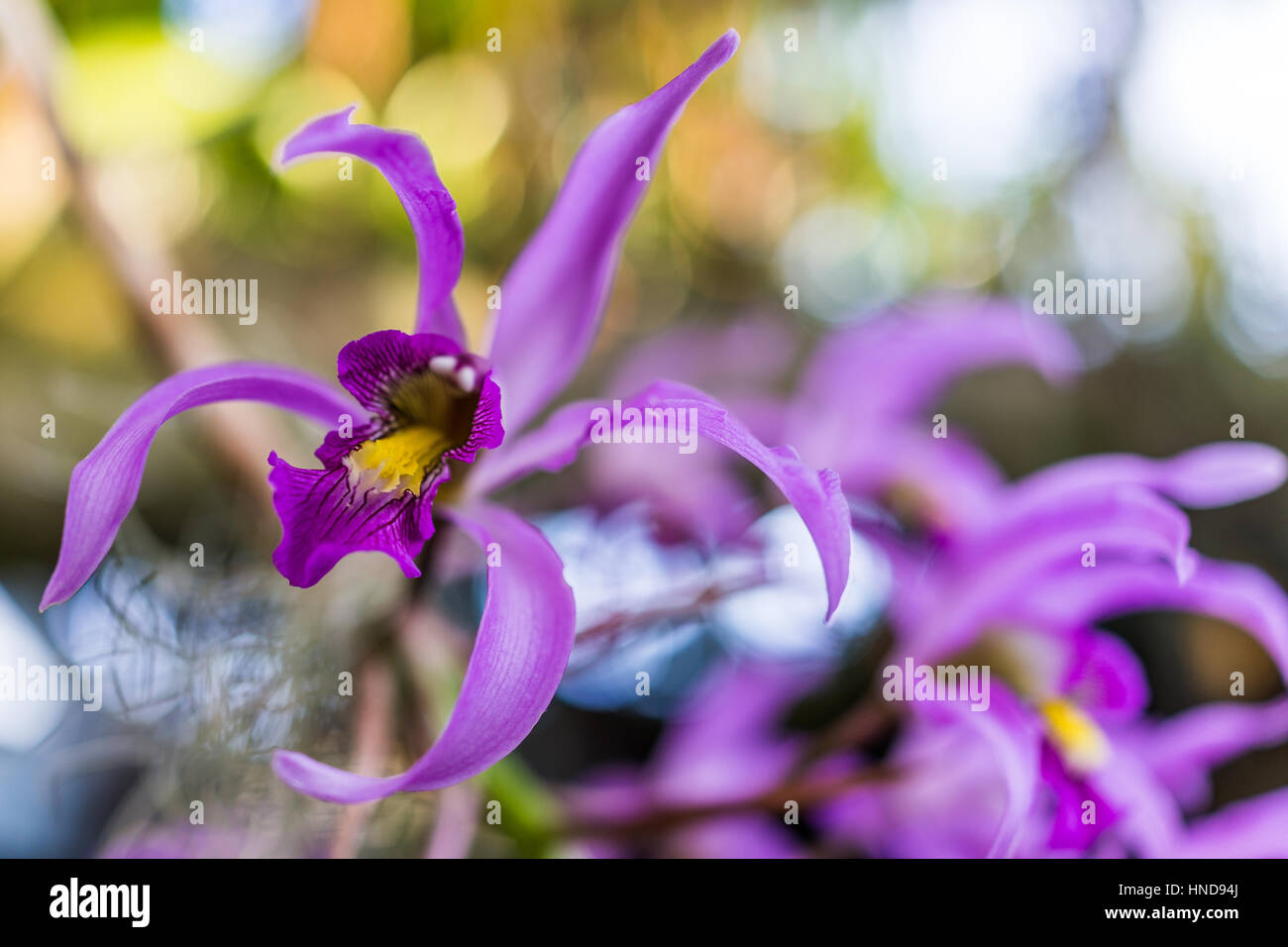Macro closeup of purple laelia superbiens flower Stock Photo
