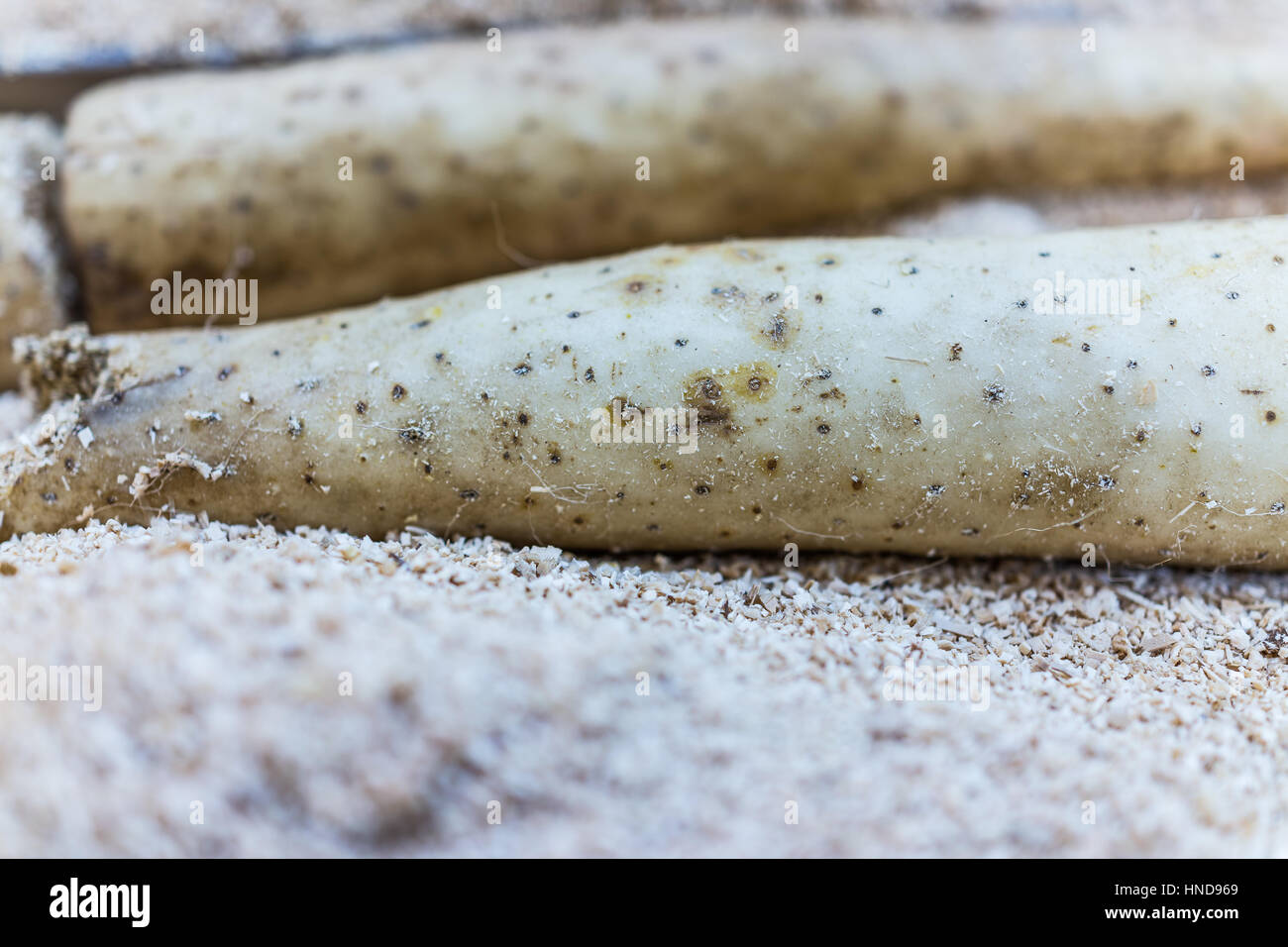 Nagaimo root chinese yam macro closeup Stock Photo Alamy