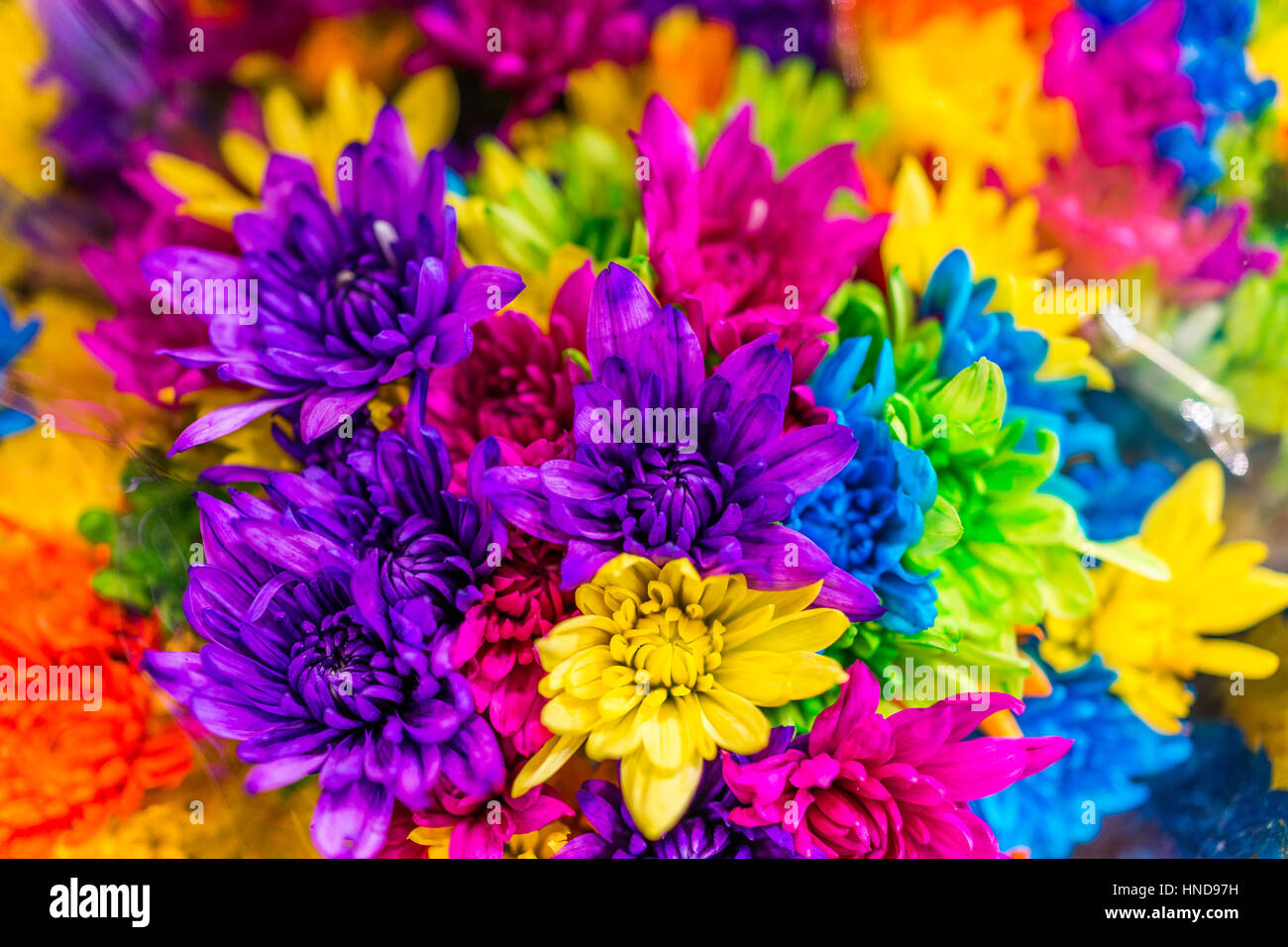 Multi colored dyed daisies in bouquets Stock Photo Alamy