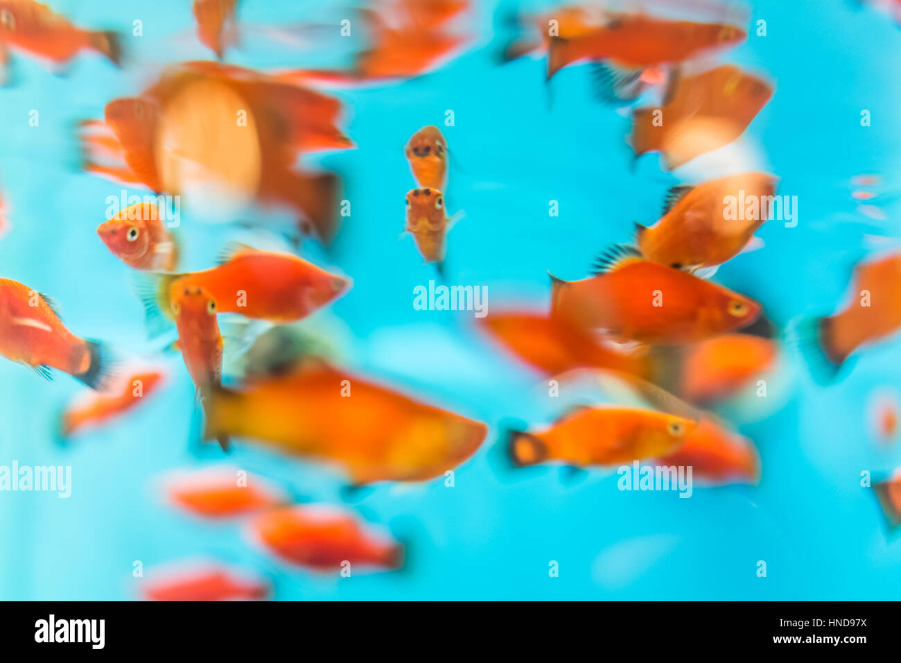 Image showcasing Many small goldfish swimming in aquarium Stock Photo - Alamy