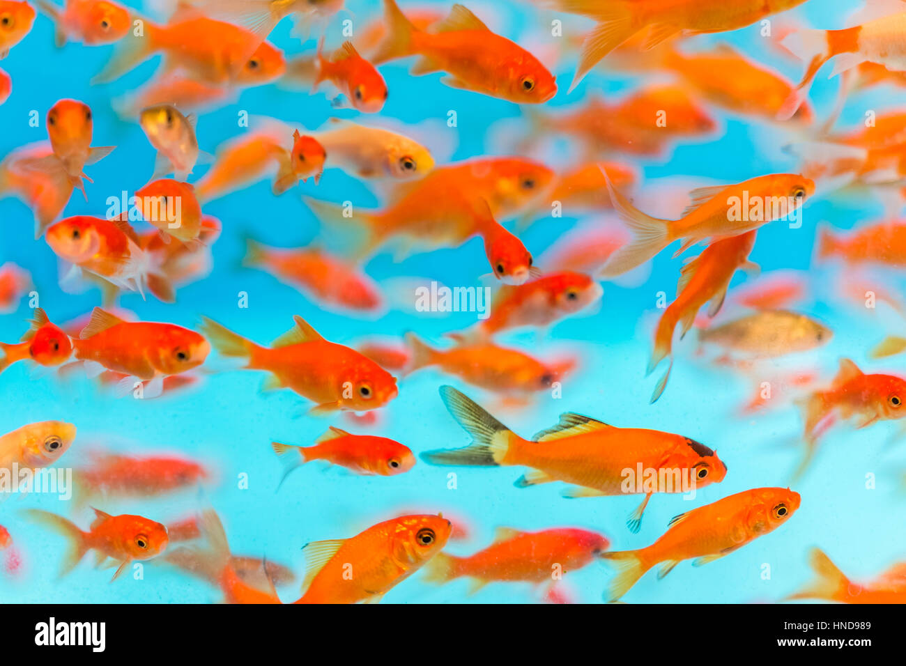 Small goldfish hi-res stock photography and images - Alamy