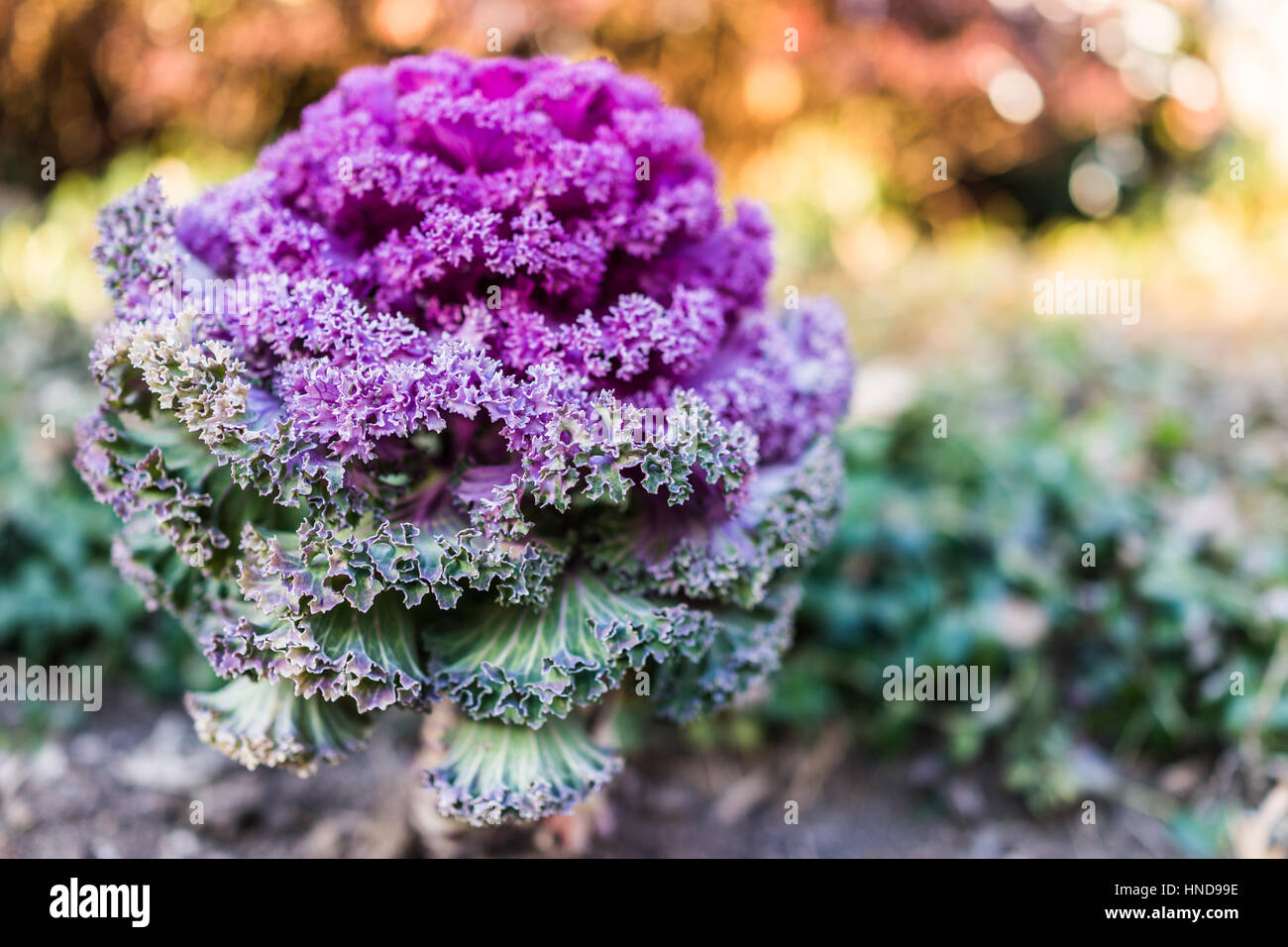 Purple kale hires stock photography and images Alamy