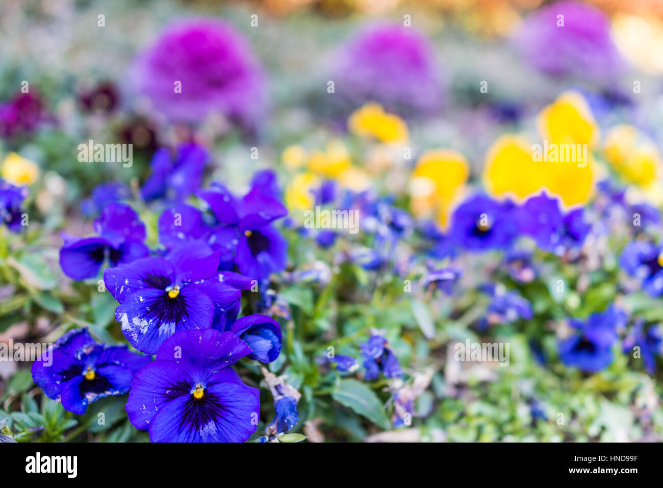 Purple kale plants and pansy flowers in garden Stock Photo Alamy