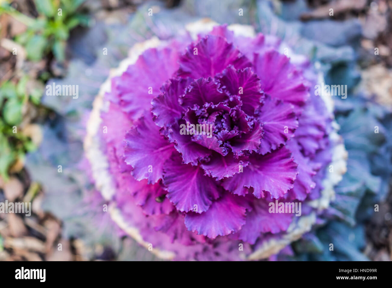 Flat top view closeup of Purple kale plant in garden Stock Photo Alamy