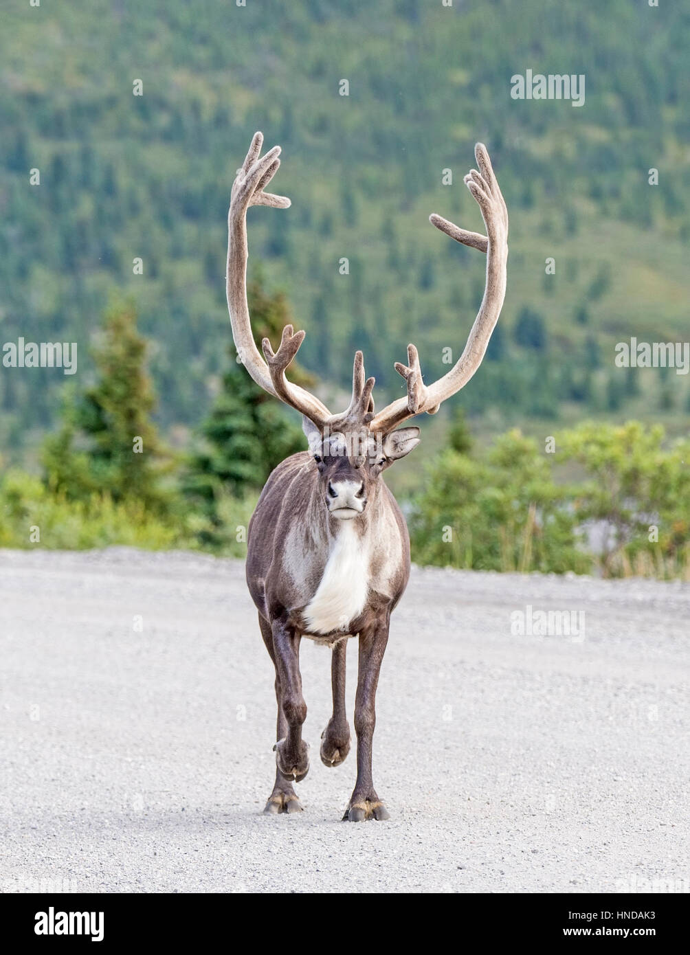 A bull caribou (Rangifer tarandus) trots up the Park Road in Denali National Park, Alaska Stock Photo