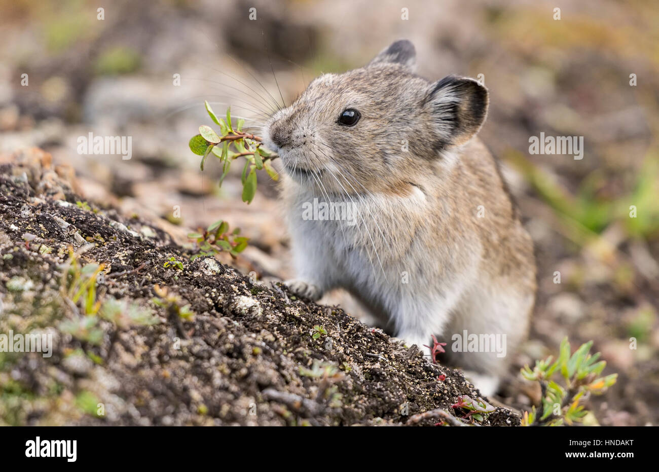 A collared pika (Ochotona collaris) sits on a lichen-covered rock on a cloudy day holiding a piece of plant in her mouth in Denali National Park, Alas Stock Photo
