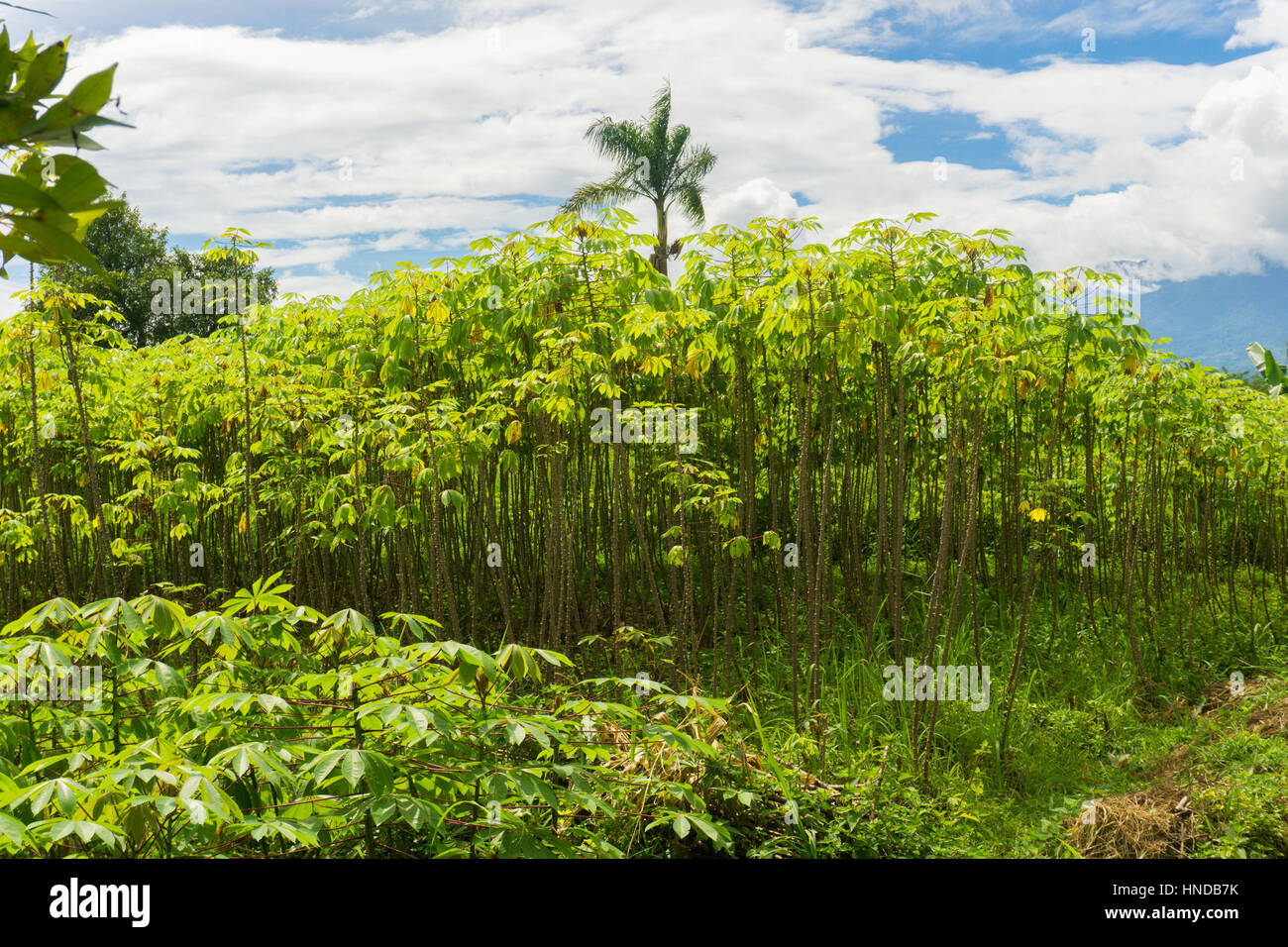 Green garden full of cassava trees, bushes and coconut tree with