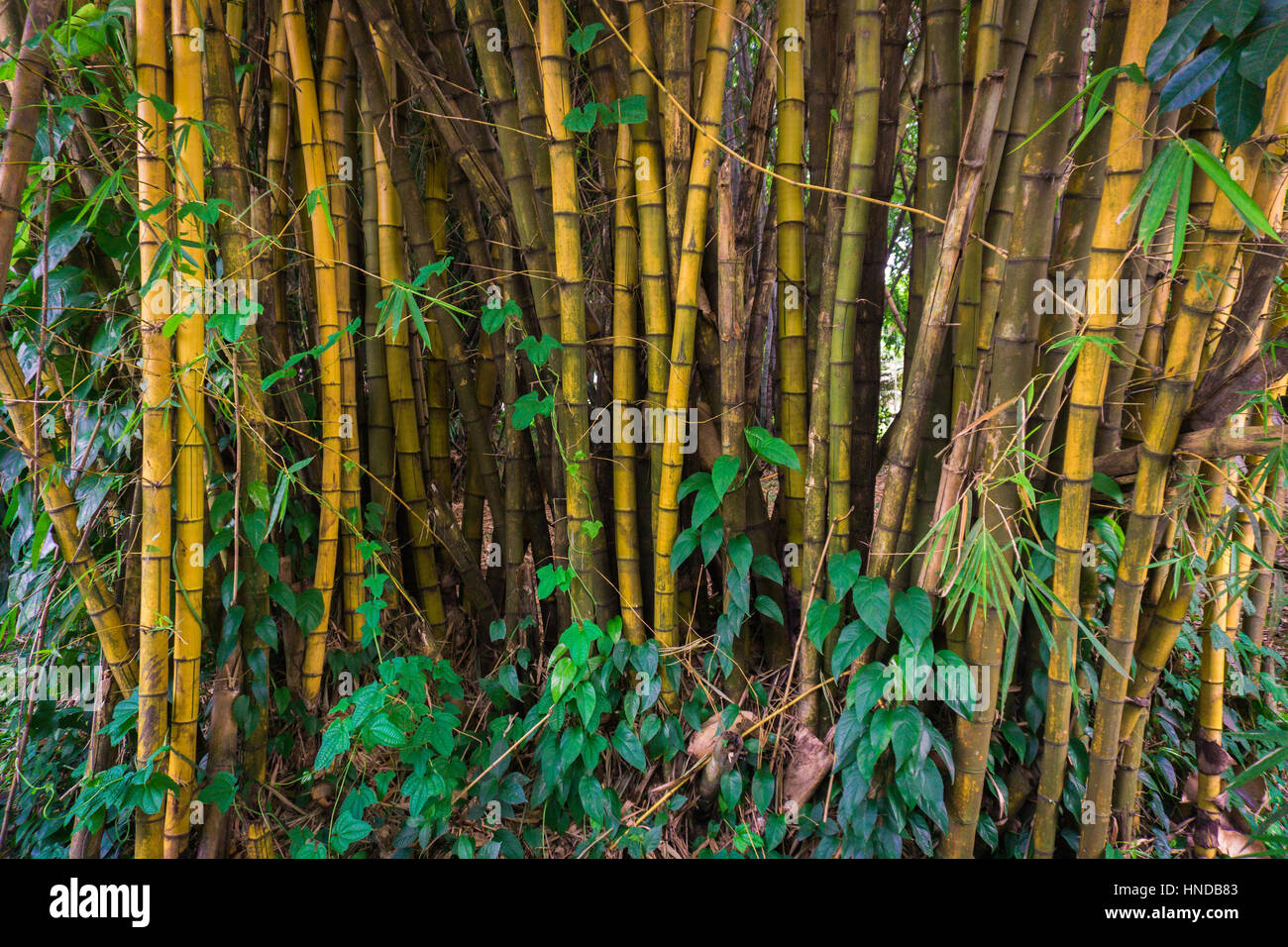 Yellow bamboo groove with bush photo taken in Kebun Raya Bogor