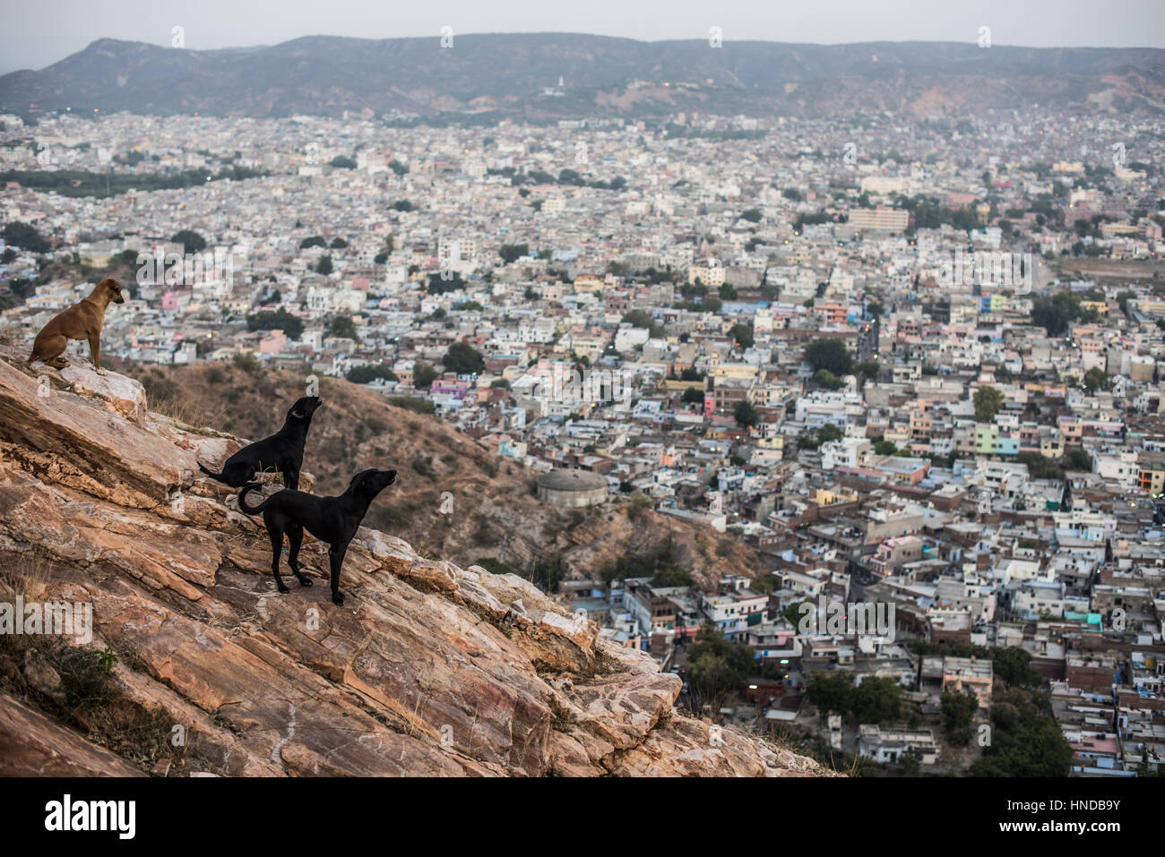 Dogs howling at the call to prayer, Nahargarh Fort Stock Photo