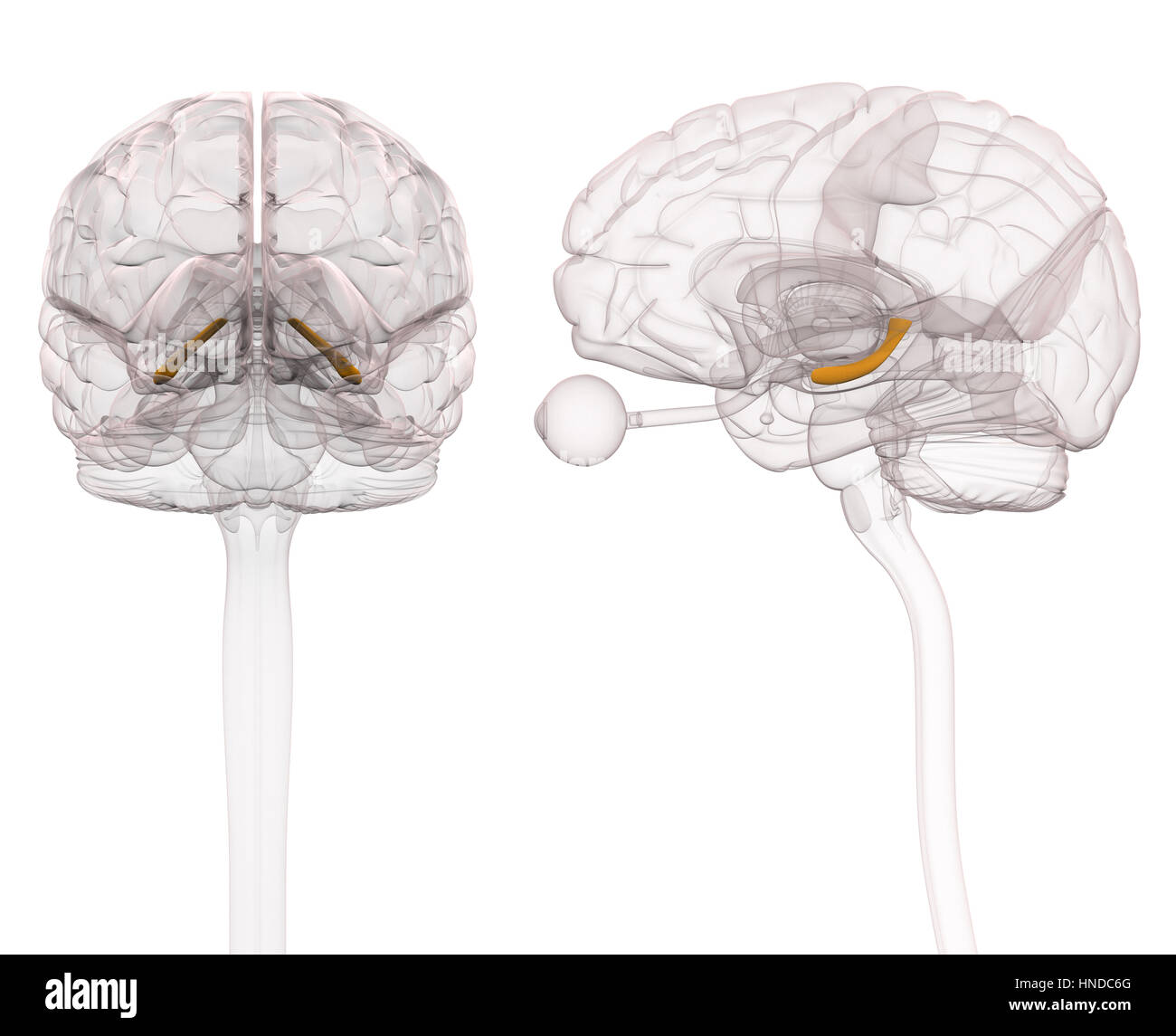 Hippocampus Brain Anatomy - 3d illustration Stock Photo