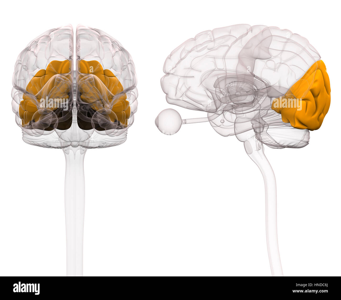 Occipital Brain Anatomy - 3d illustration Stock Photo
