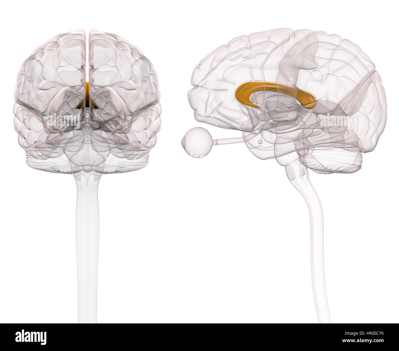 Corpus Callosum Brain Anatomy - 3d illustration Stock Photo