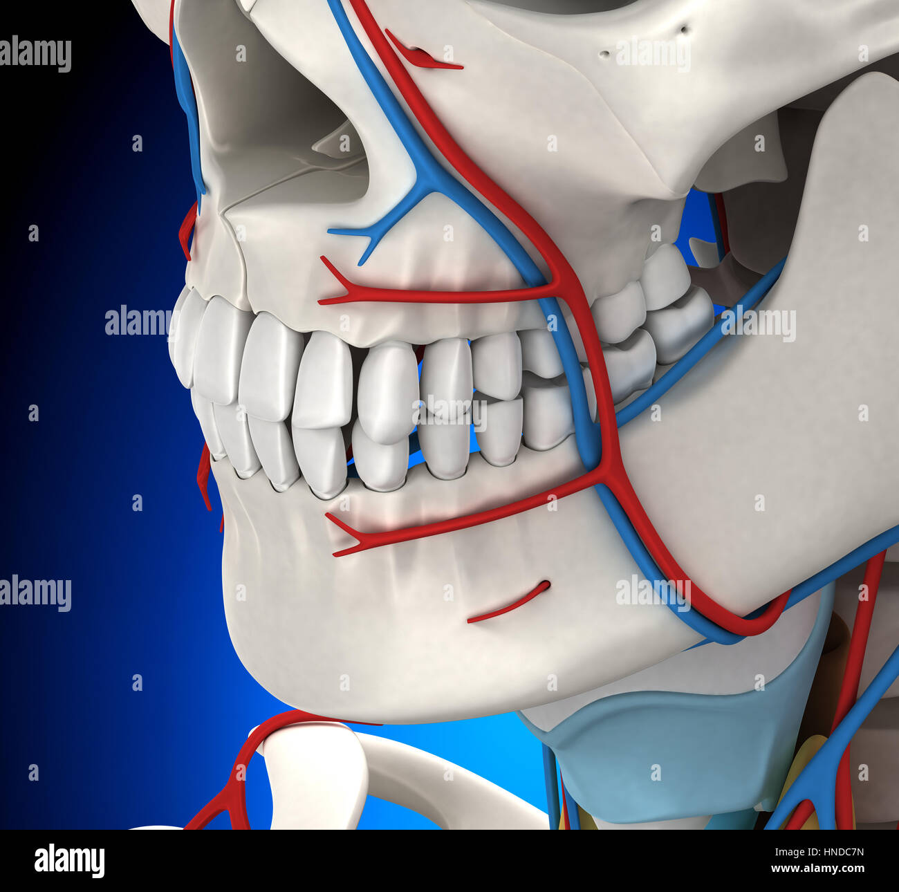 Head Circulatory Male Anatomy - 3D illustration Stock Photo