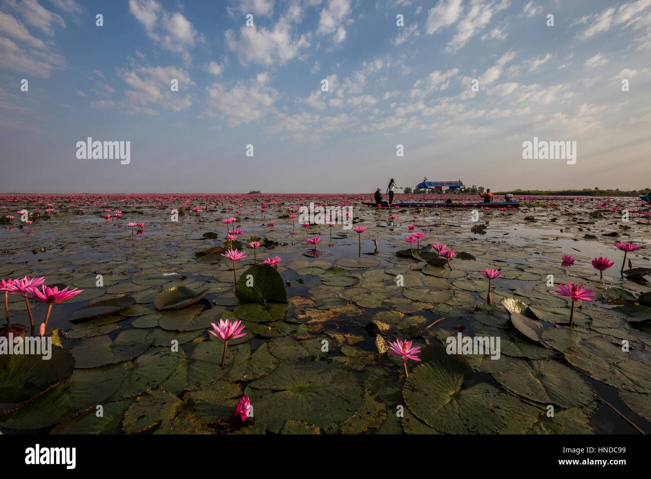Red Lotus Lake Kumphawapi near Udon Thani is a special lake officially called Nong Han Kumphawapi though Thai locals call it Talay Bua Daeng meaning:  Stock Photo