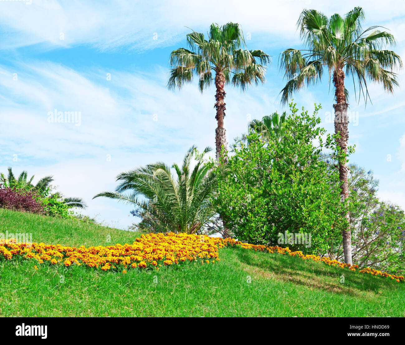 Tropical palm trees in a beautiful park Stock Photo - Alamy