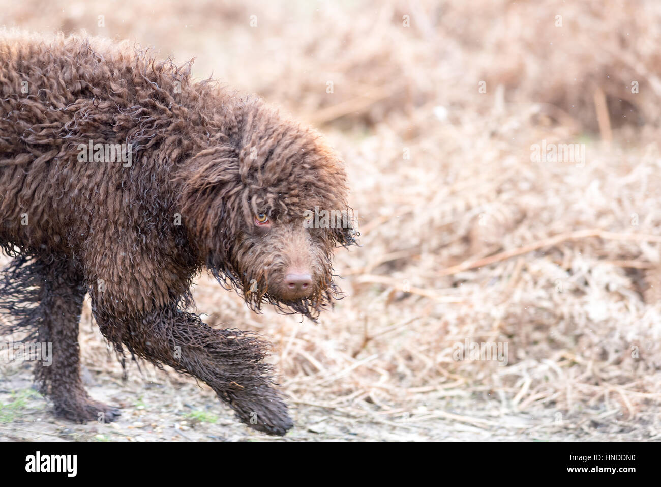 It's a shaggy dog story Stock Photo Alamy