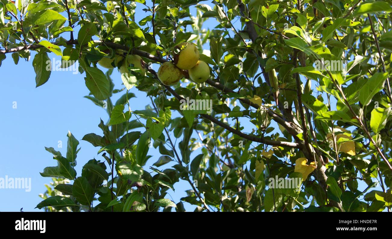 The bruised green apple on the tree. Stock Photo