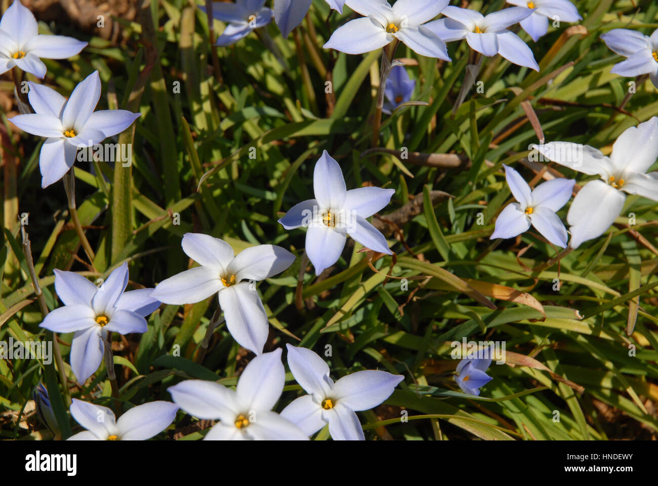 Springstar, or spring starflower, Ipheion uniflorum Stock Photo