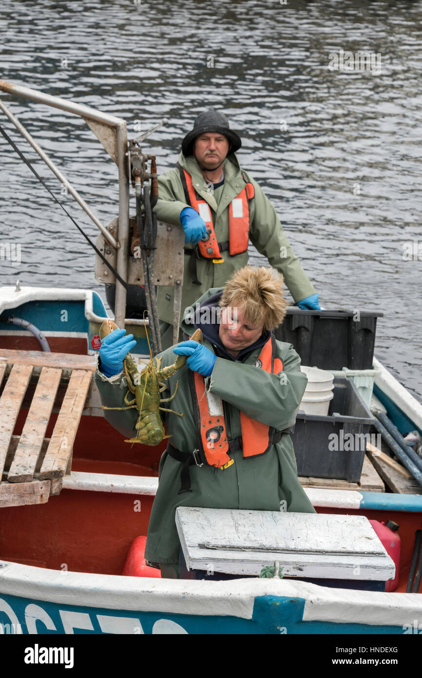 Joe and Lori bringing in a rare green lobster, Trout River, Newfoundland Stock Photo