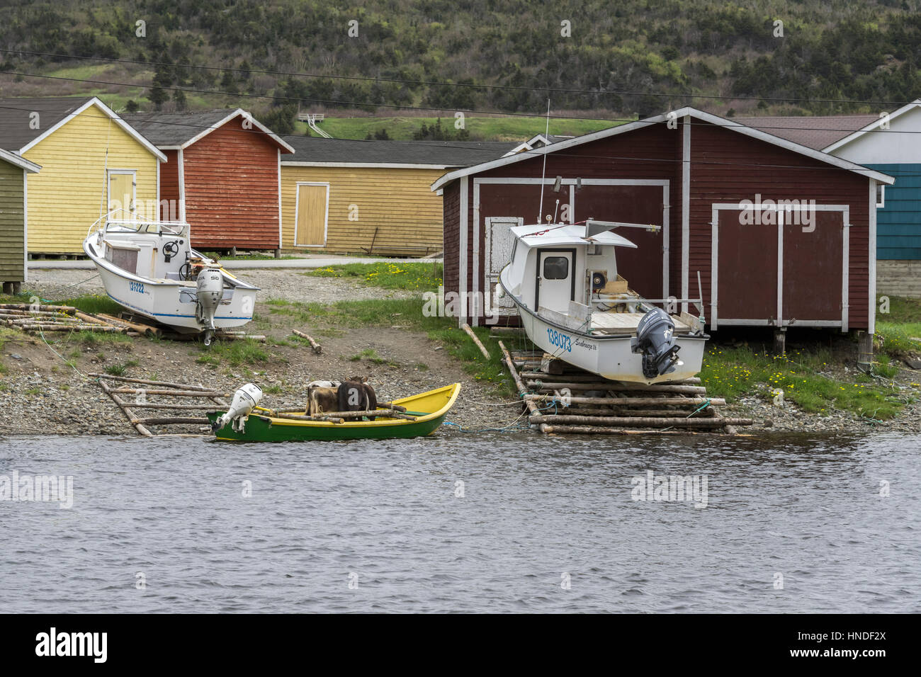 Three cows in a dory waiting for transport to an outport, Trout River