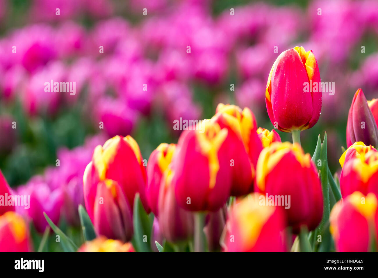 Spring tulip fields in Holland, colorful flowers in Netherlands Stock ...