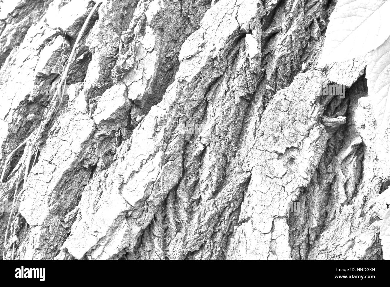Thick textured Black and White Stock Photos Images Alamy Thick textured Black and White Stock Photos Images Alamy