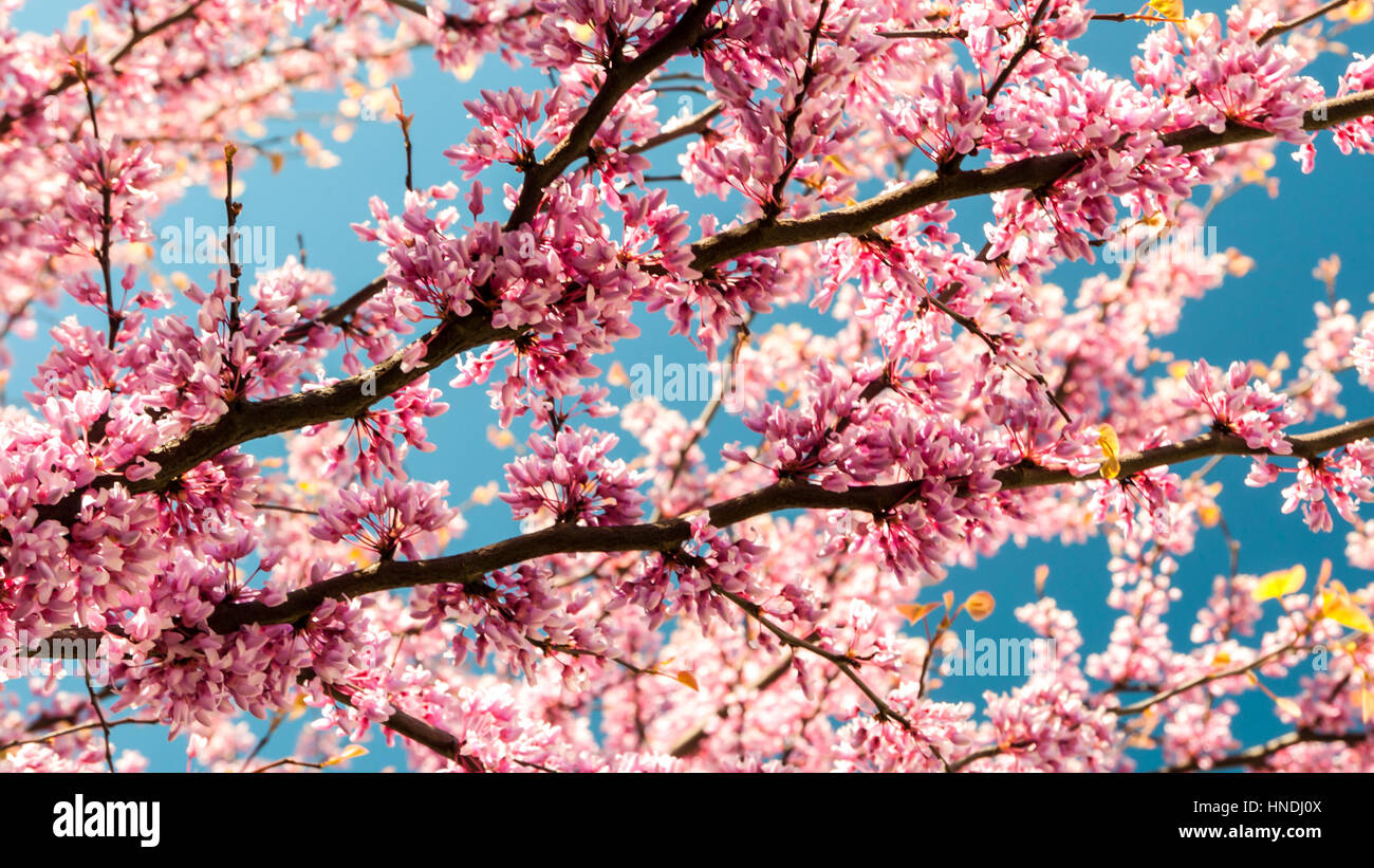 A beautiful tree with pink blossom Stock Photo