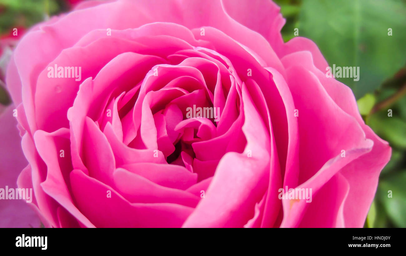 A beautiful pink rose closeup Stock Photo