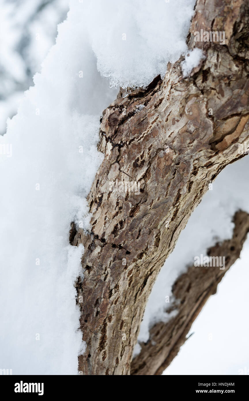 Bark of kiwifruit kiwi fruit plant vine covered in snow in winter Stock Photo