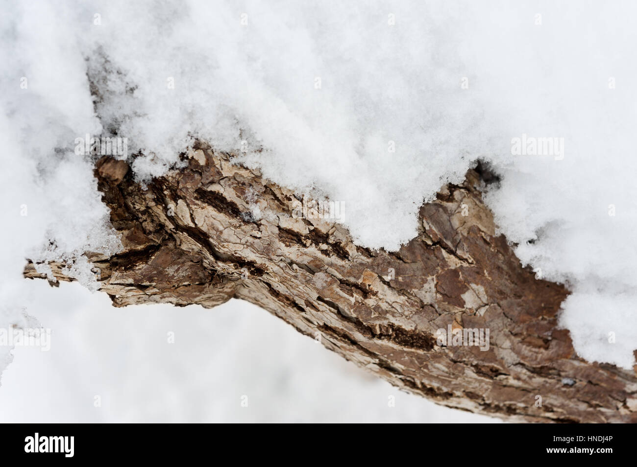 Kiwi plant winter hires stock photography and images Alamy