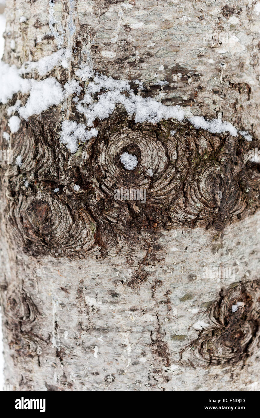 Snow on bark of white pine, pinus strobus, tree in winter Stock Photo