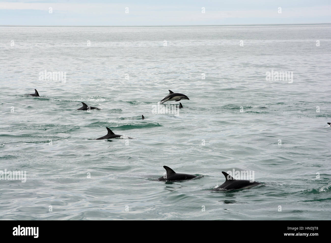 Dusky Dolphin pod swimming in the Pacific Ocean just off the coast near Kaikoura in New Zealand.  Eine Schule Schwarzdelfine schwimmt im Pazifik in de Stock Photo