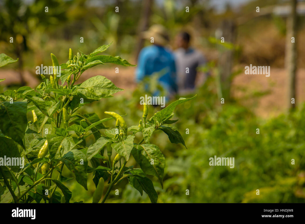 Bell pepper plantations hi-res stock photography and images - Alamy