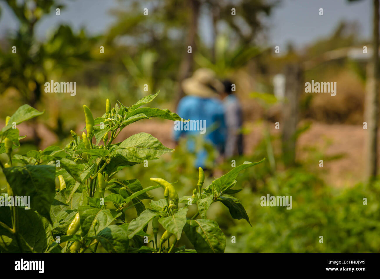Bell pepper plantations hi-res stock photography and images - Alamy