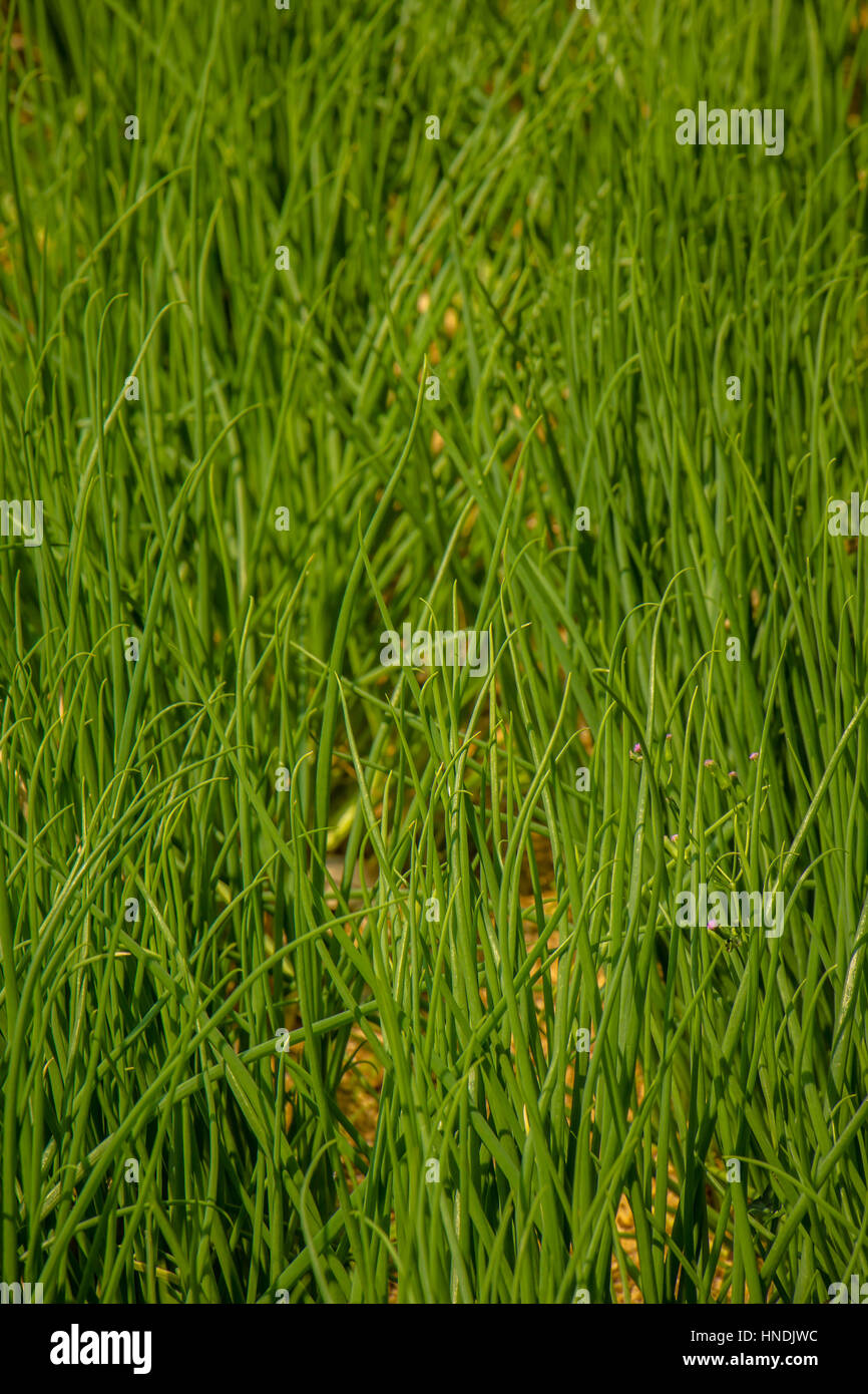 Onion plantation hi-res stock photography and images - Alamy