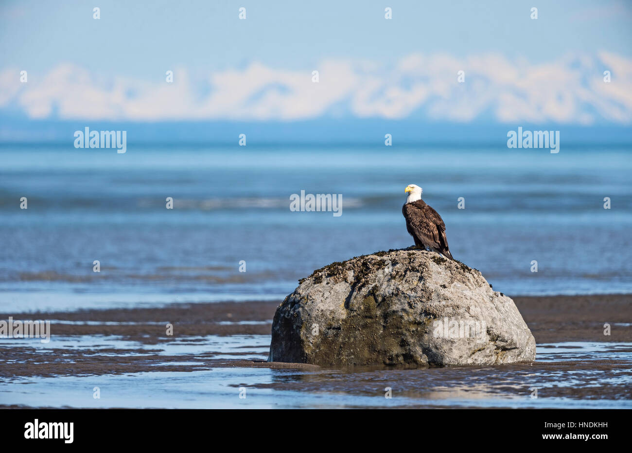 A bald eagle (Haliaeetus leucocephalus) sits on a rock at low tide set against Cook Inlet and the distant Kenai Mountains. Stock Photo