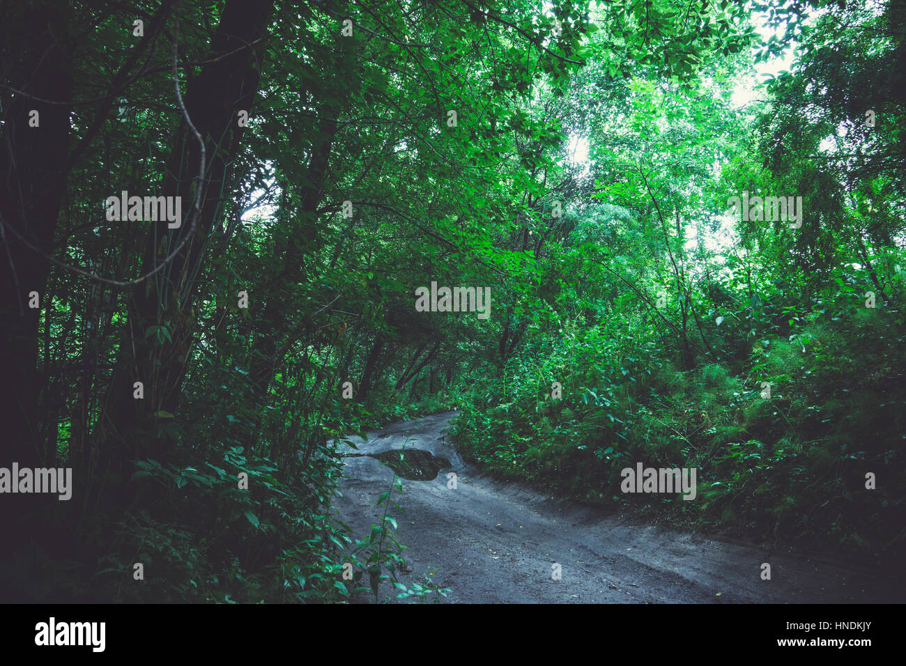 Pathway through beautiful forest with different trees Stock Photo - Alamy