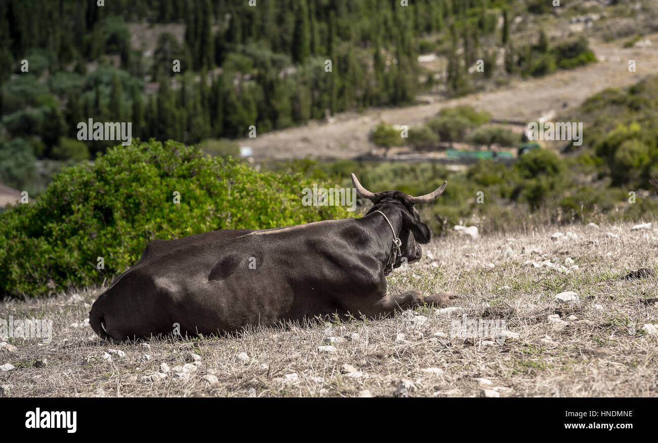 Cow on a meadow Stock Photo - Alamy