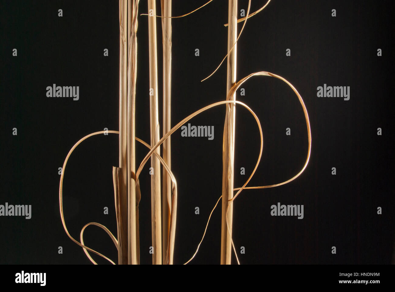 Dried Pampas grass stems Stock Photo