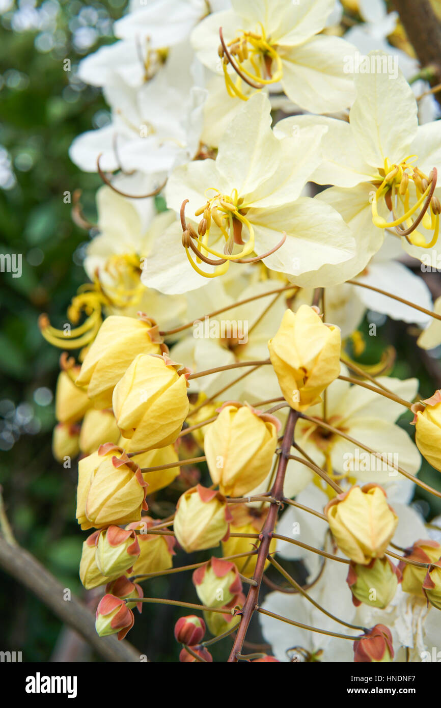 Yellow shower hires stock photography and images Alamy