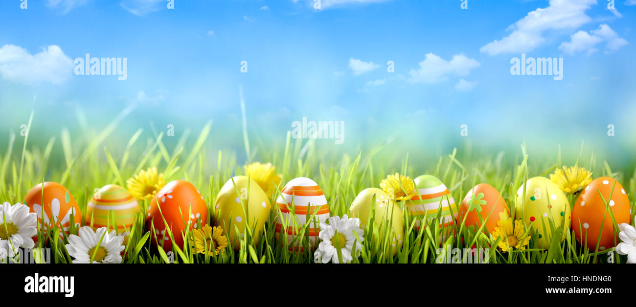 Easter eggs and spring flower in field Stock Photo