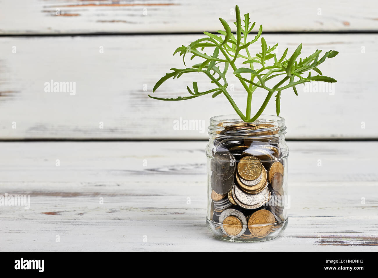 Plant and jar with coins. Stock Photo