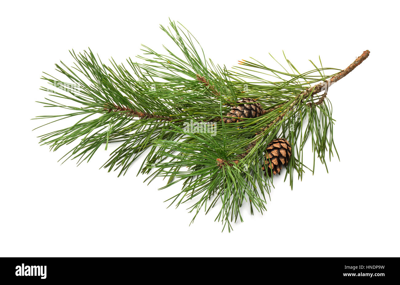 Pine tree branch and cones isolated on white Stock Photo - Alamy