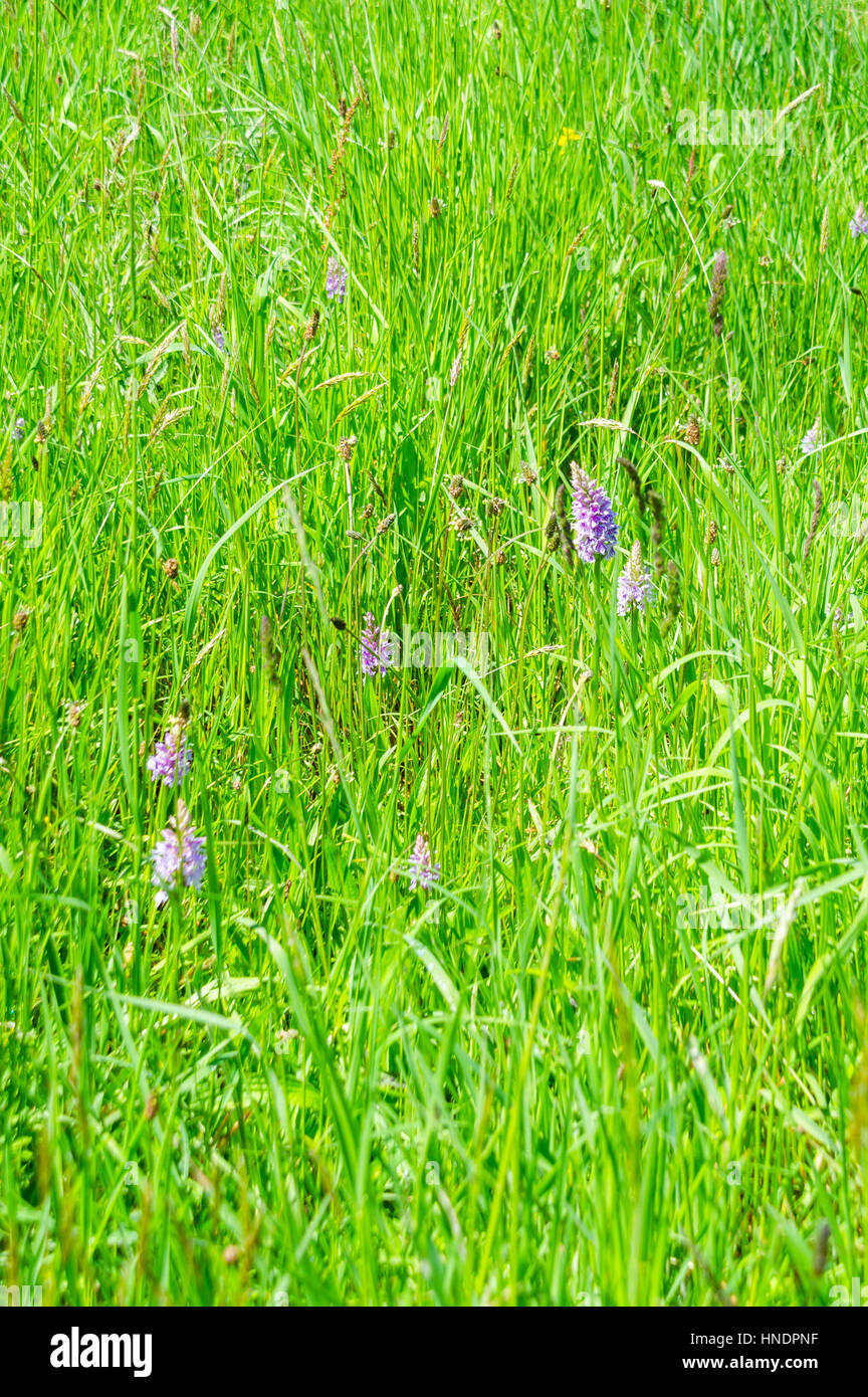 Common spotted Orchid (Dactylorhiza fuchsii) Flowering April/June, growing on a nature reserve in the Herefordshire UK countryside Stock Photo