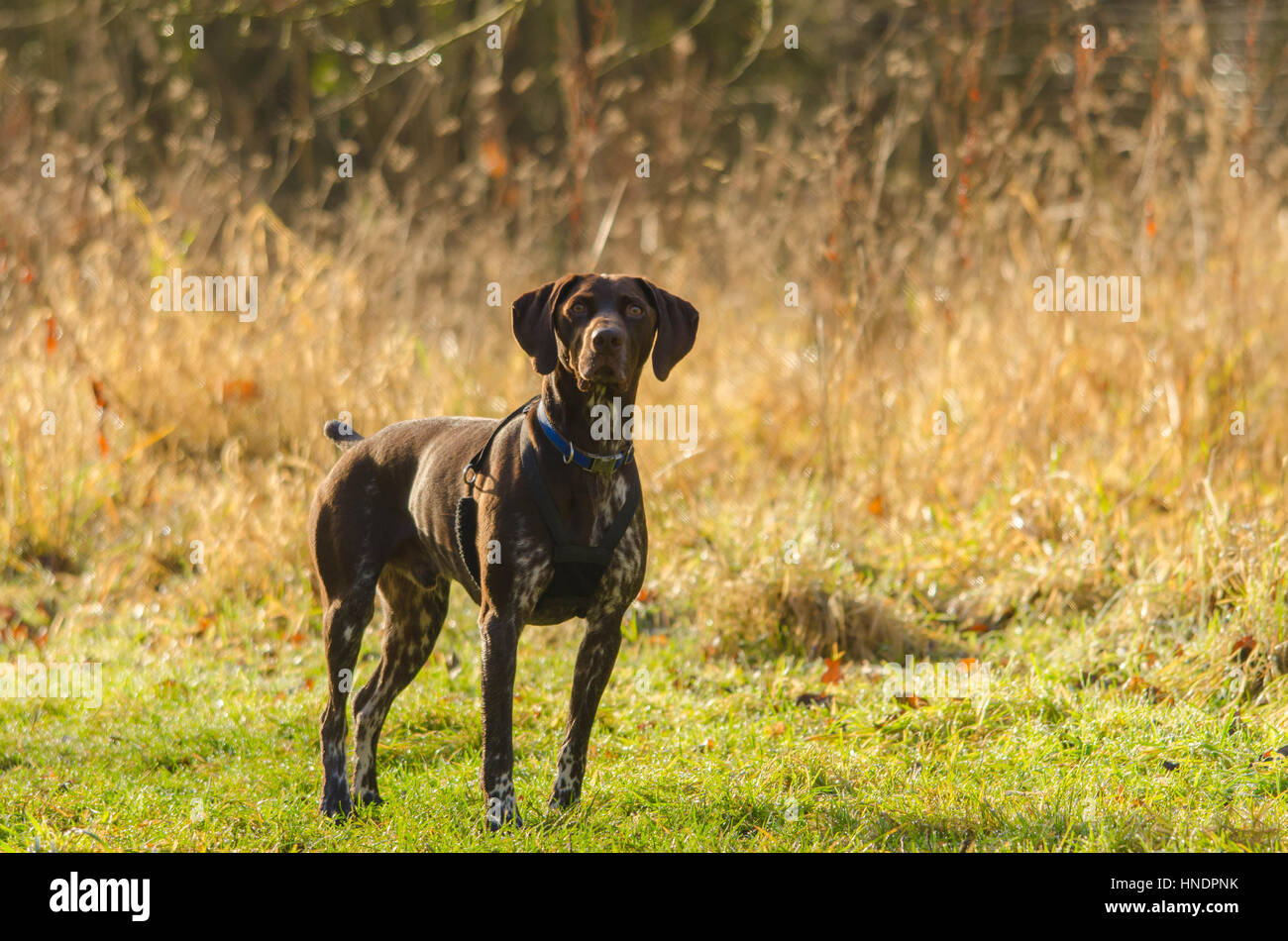 gun dog harness